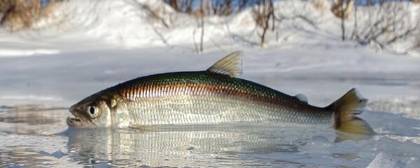 Smelt fishing