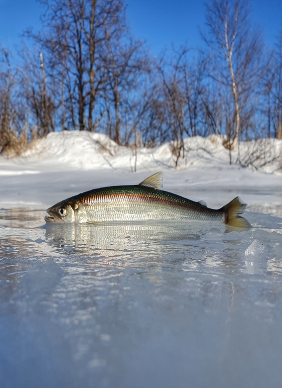 Smelt fishing